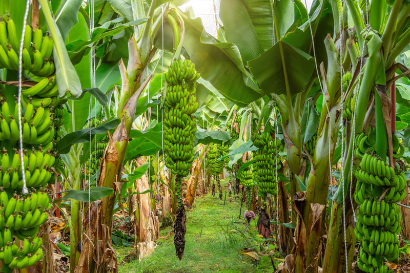 30% of the World's Bananas Come From Ecuador. Ours Do Too.